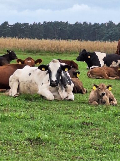 Holstein x Blau-weißer Belgier