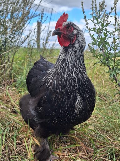 Marans x Silverrudds