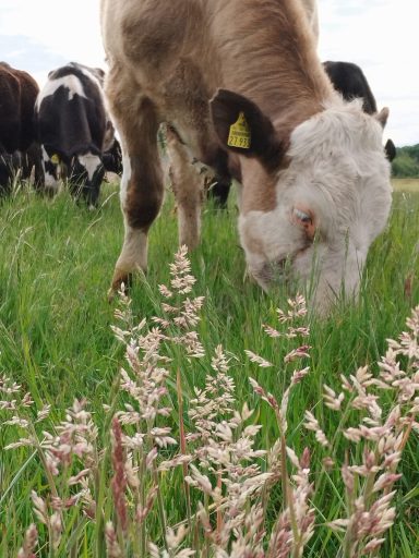 Holstein x Uckermärker