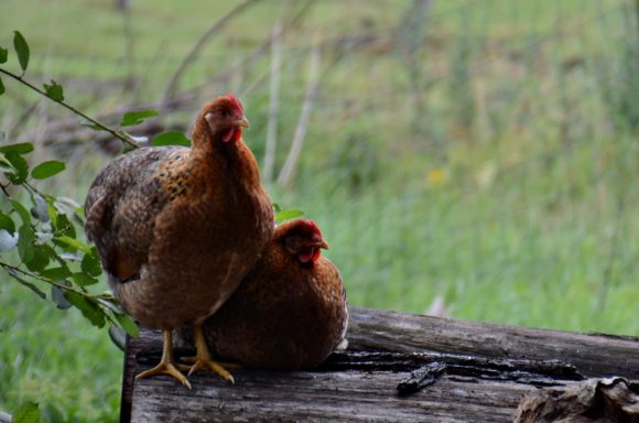 Bielefelder Kennhuhn