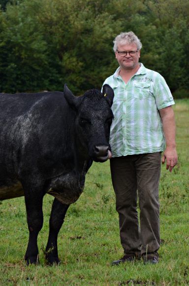 Holstein / Blau-weißer Belgier x Angus