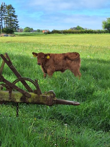Holstein / Angus x Parthenaise