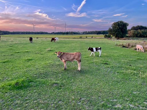 Holstein / Angus x Parthenaise
