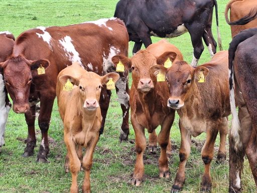 Holstein / Angus x Blonde d`Aquitaine