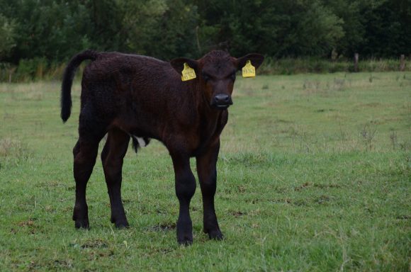Holstein / Blau-weißer Belgier x Shorthorn
