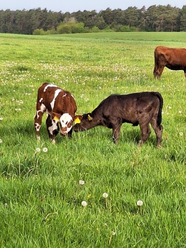 Holstein / Angus x Herefort