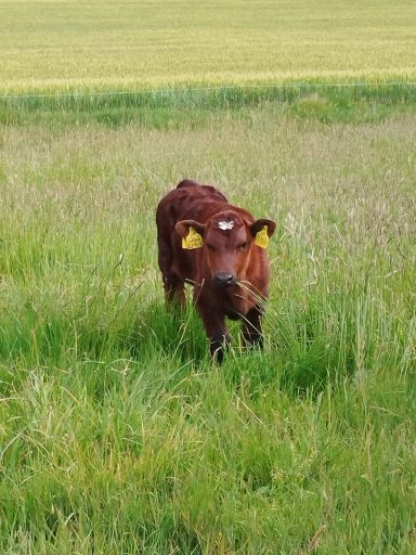 Holstein / Angus x Shorthorn